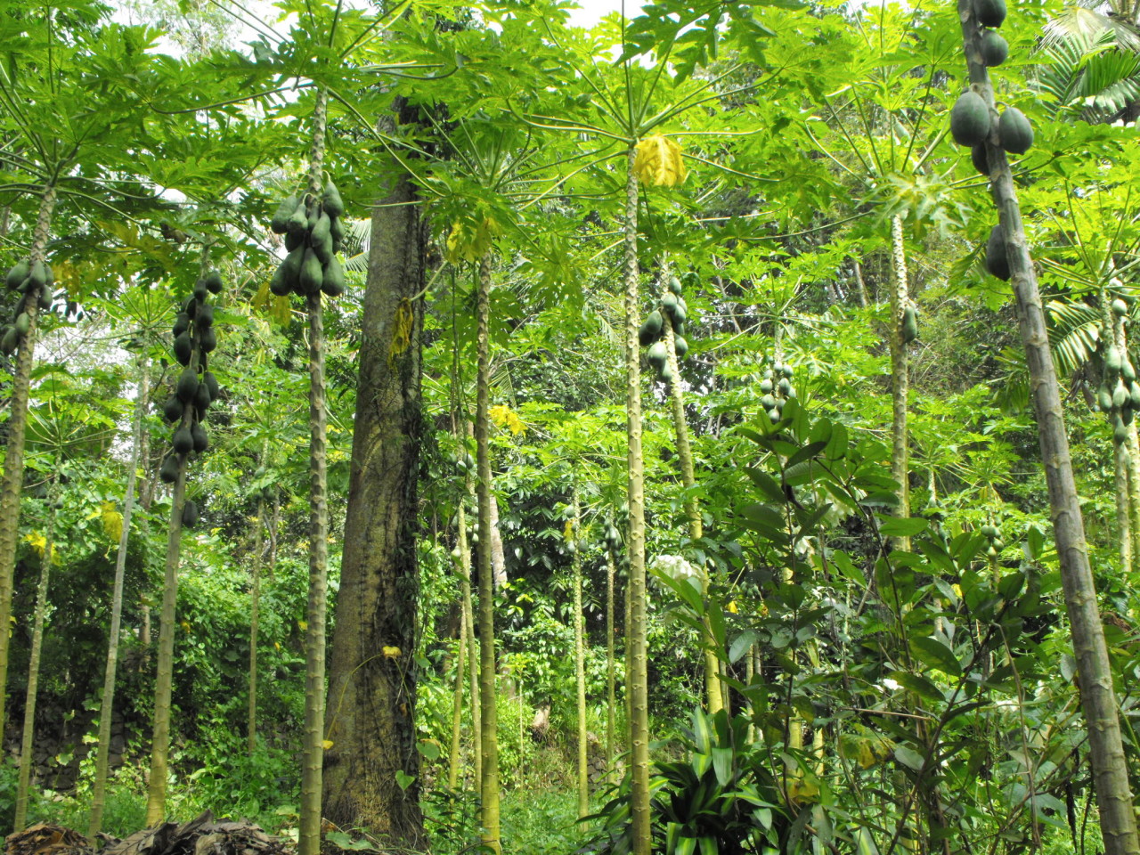 01-Anbau-von-regionalen-Früchten-Papaya-Bäume