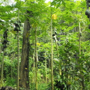 01-Anbau-von-regionalen-Früchten-Papaya-Bäume