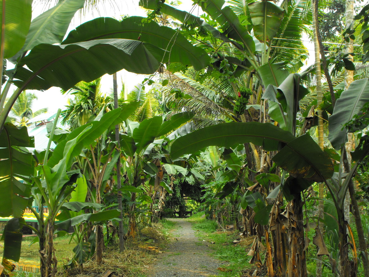 03aa_Ein-Spaziergang-durch-die-Bananenplantagen-zum-Ufer-der-Backwaters