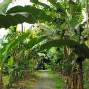 03aa_Ein-Spaziergang-durch-die-Bananenplantagen-zum-Ufer-der-Backwaters