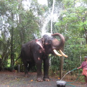 05_Der-Dorfelefant-Durga-Prasad-besucht-unsere-kleinen-Gäste-gerne