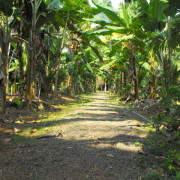 10a-Laufwegen-durch-die-Bananenfelder-lädt-Sie-zur-Entspannung-ein