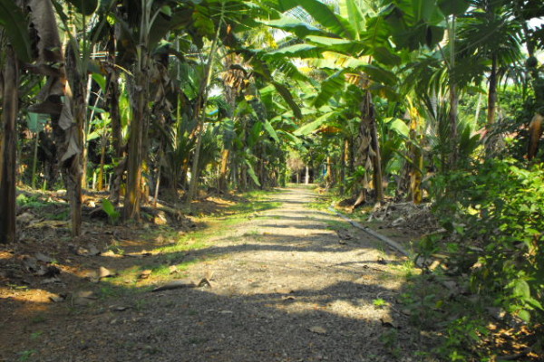 10a-Laufwegen-durch-die-Bananenfelder-lädt-Sie-zur-Entspannung-ein