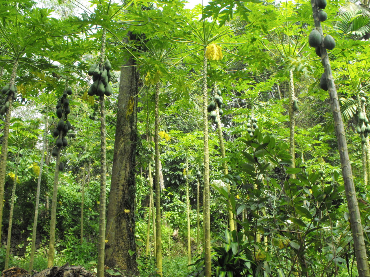 12-Herzlich-Willkommen-in-unserem-Papaya-Garten-1