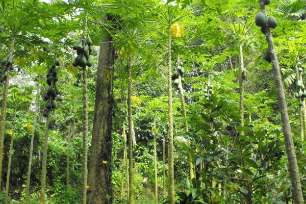 12-Herzlich-Willkommen-in-unserem-Papaya-Garten-1