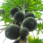 13-Gerne-pflücken-wir-für-Sie-eine-frische-reife-Papaya