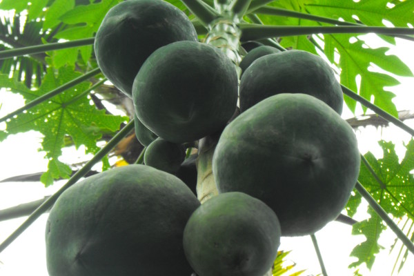 13-Gerne-pflücken-wir-für-Sie-eine-frische-reife-Papaya