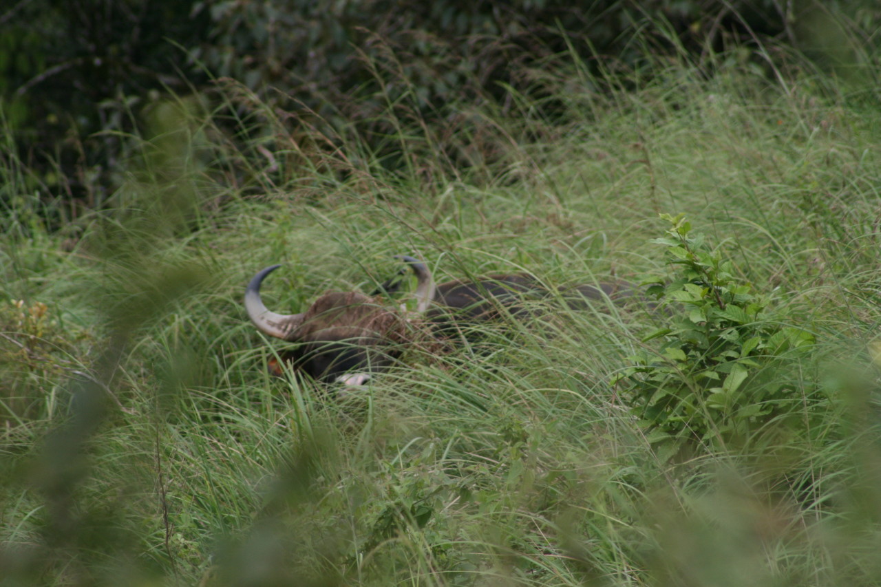 23_Wildtierbeaobachtung-bei-Wanderungen-in-Kumily-Südindien