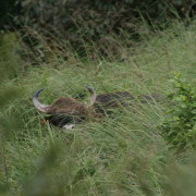 23_Wildtierbeaobachtung-bei-Wanderungen-in-Kumily-Südindien