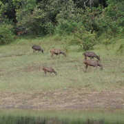 24_Wildtierbeobachtung-bei-Wanderungen-in-Kumily-Südindien