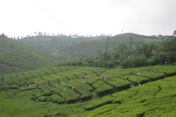 25_Teeplantagenbesichtigung-bei-Wanderung-in-der-Berglandschaft-Kumily-Südindien