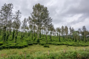 Teaplantation at Kumily Kerala India