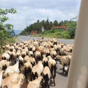 BASIS REISEN - Indien sehen, erleben und geniessen