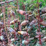 Bottle Gardening-sustainability at home