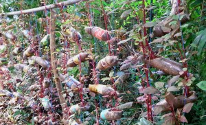 Bottle Gardening