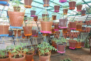 Terrace Gardening