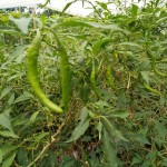 Kitchen garden - organic and healthy