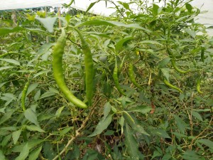 Kitchen garden - organic and healthy