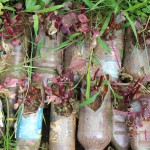 Upscaling bottles for gardening