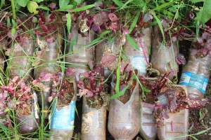 Upscaling bottles for gardening